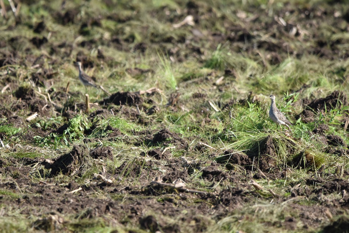 Upland Sandpiper - ML620535031