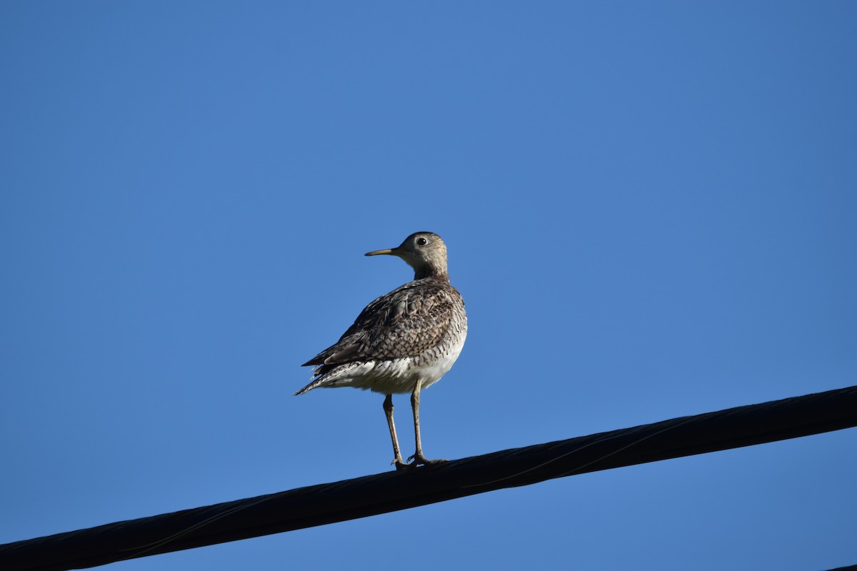 Upland Sandpiper - ML620535032