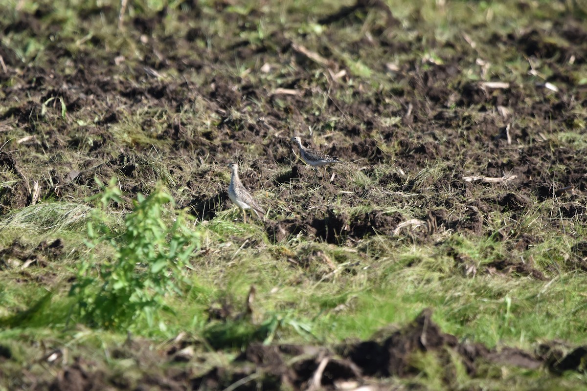 Upland Sandpiper - ML620535034