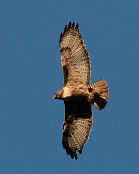 Red-tailed Hawk - ML620535047