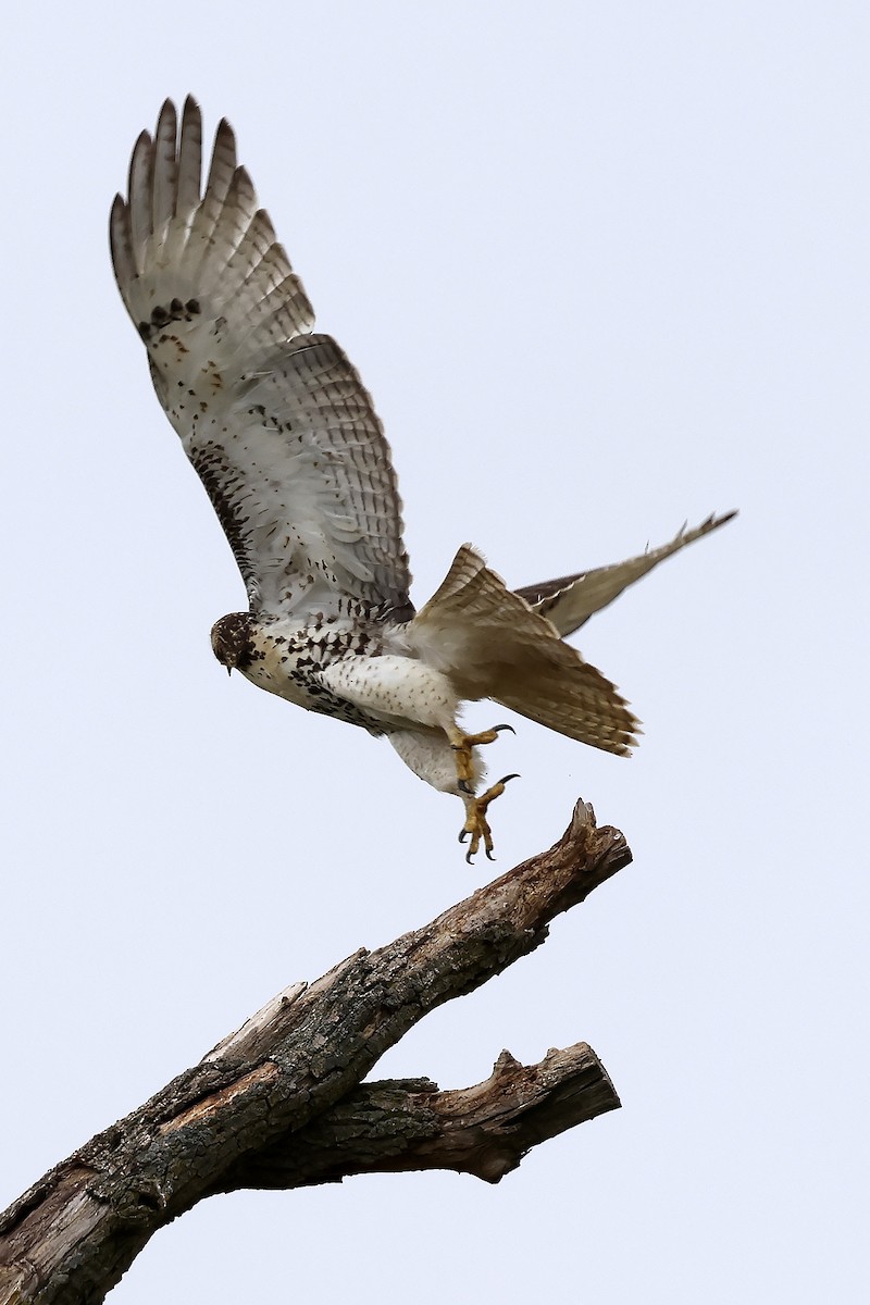 Red-tailed Hawk - ML620535049