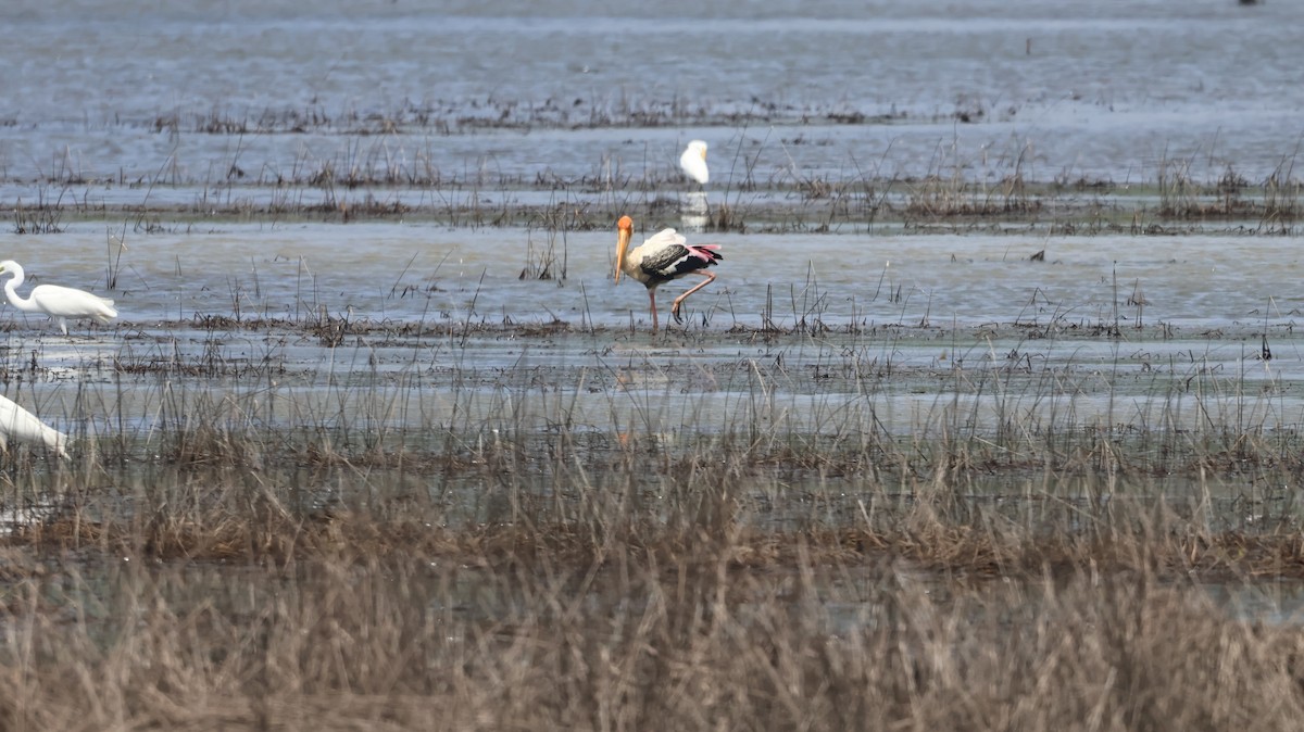 Painted Stork - ML620535053