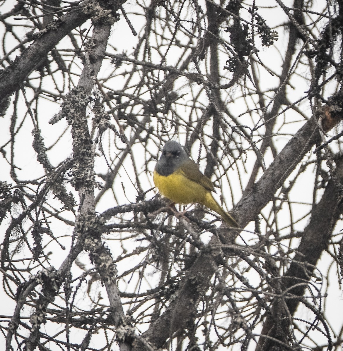 MacGillivray's Warbler - ML620535064