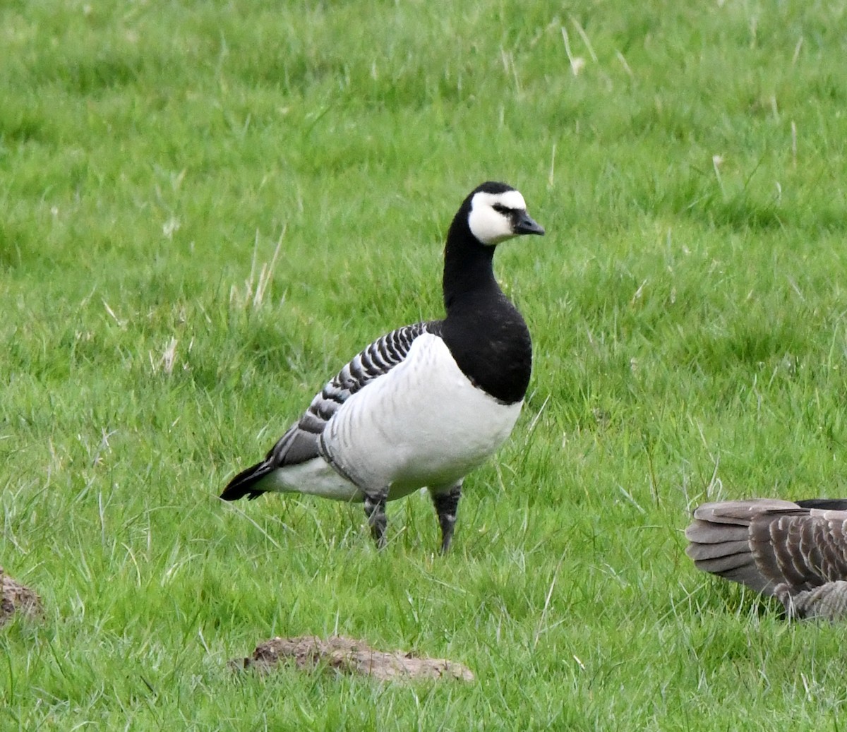 Barnacla Cariblanca - ML620535073