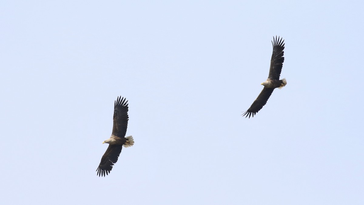 White-tailed Eagle - ML620535076