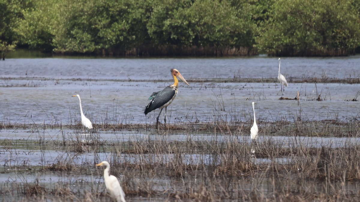 Medium Egret - Anonymous