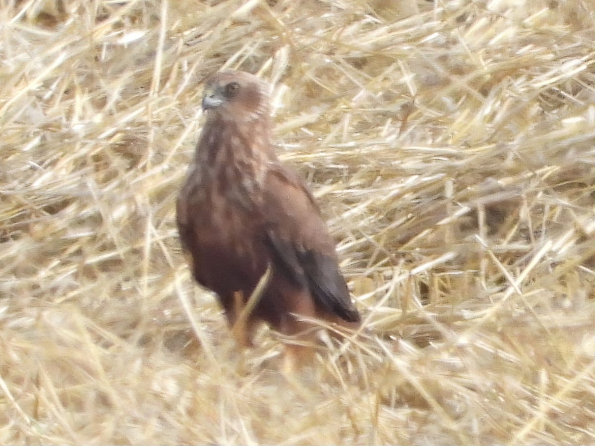 Western Marsh Harrier - ML620535095