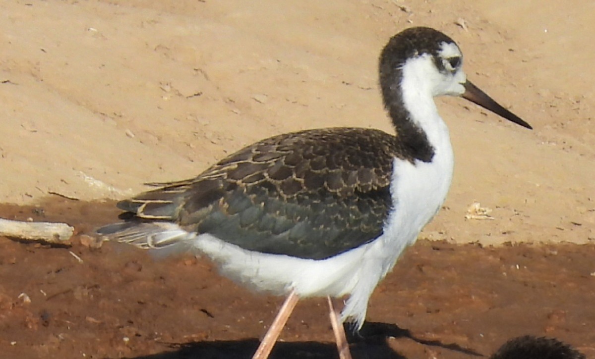 Black-necked Stilt - ML620535097