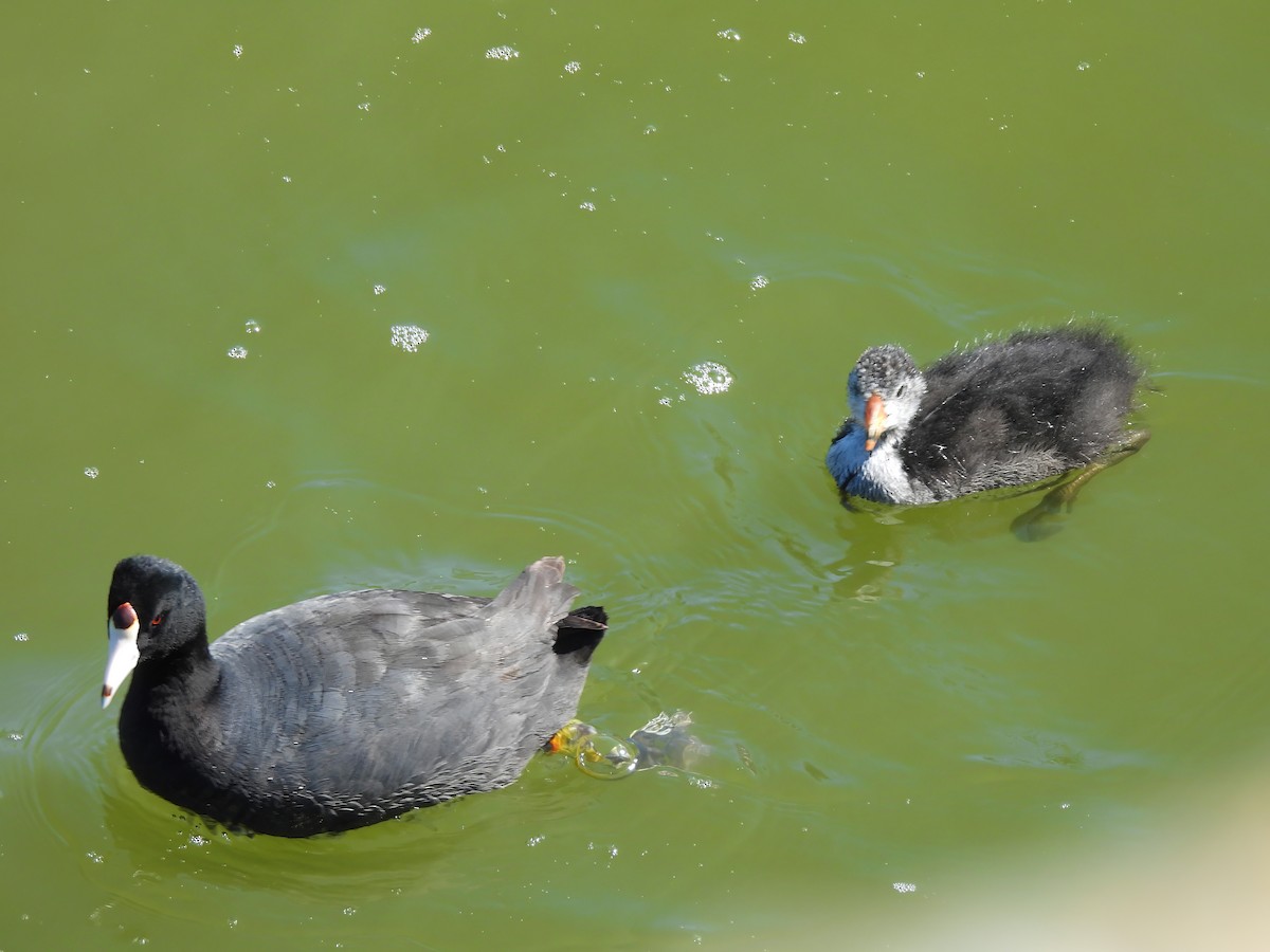 American Coot - ML620535103