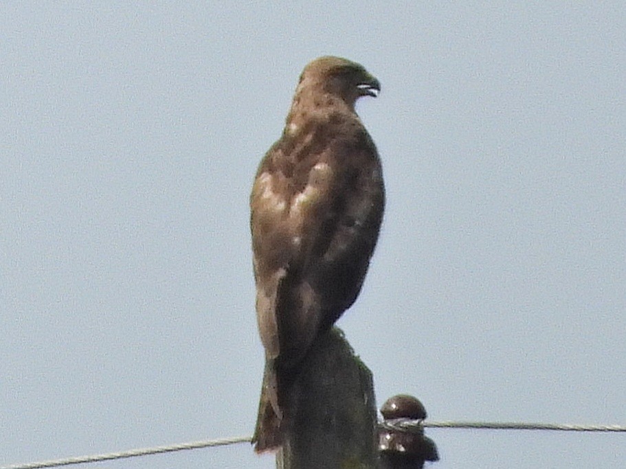 Common Buzzard - ML620535104