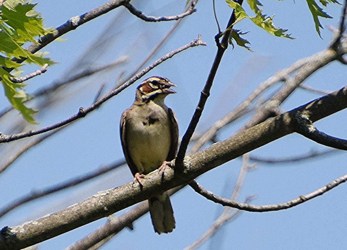 Lark Sparrow - ML620535111