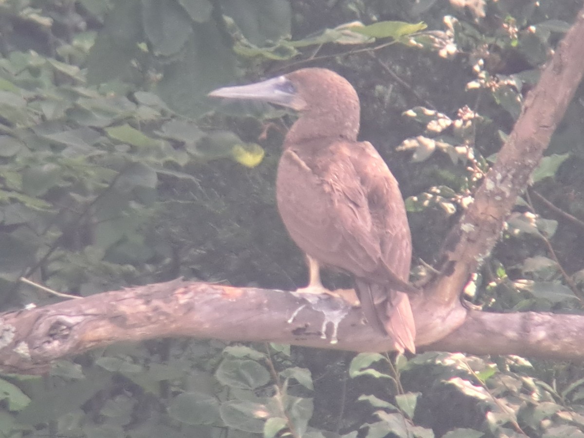 Brown Booby - ML620535118