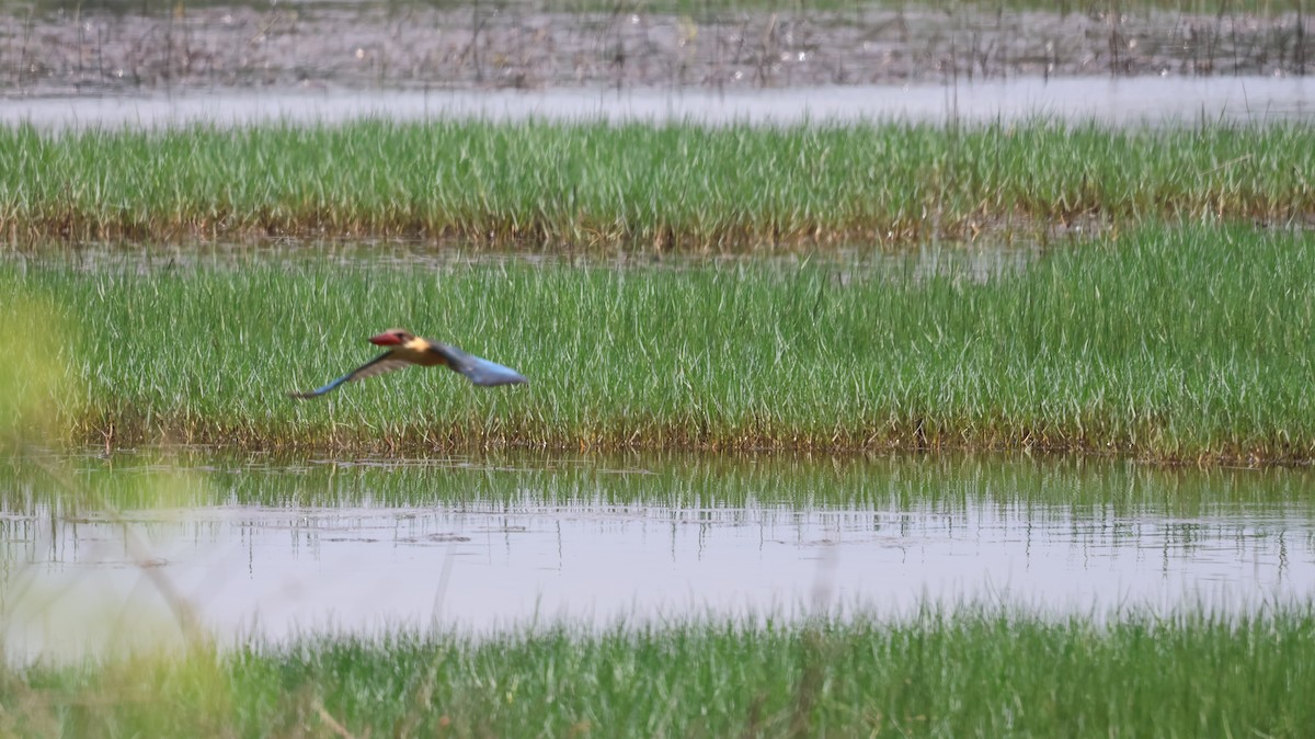 Stork-billed Kingfisher - ML620535120