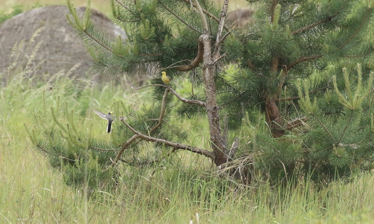 Citrine Wagtail - ML620535123