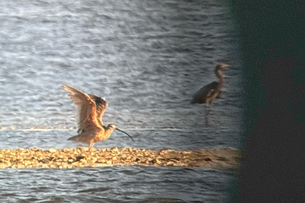 Long-billed Curlew - ML620535125