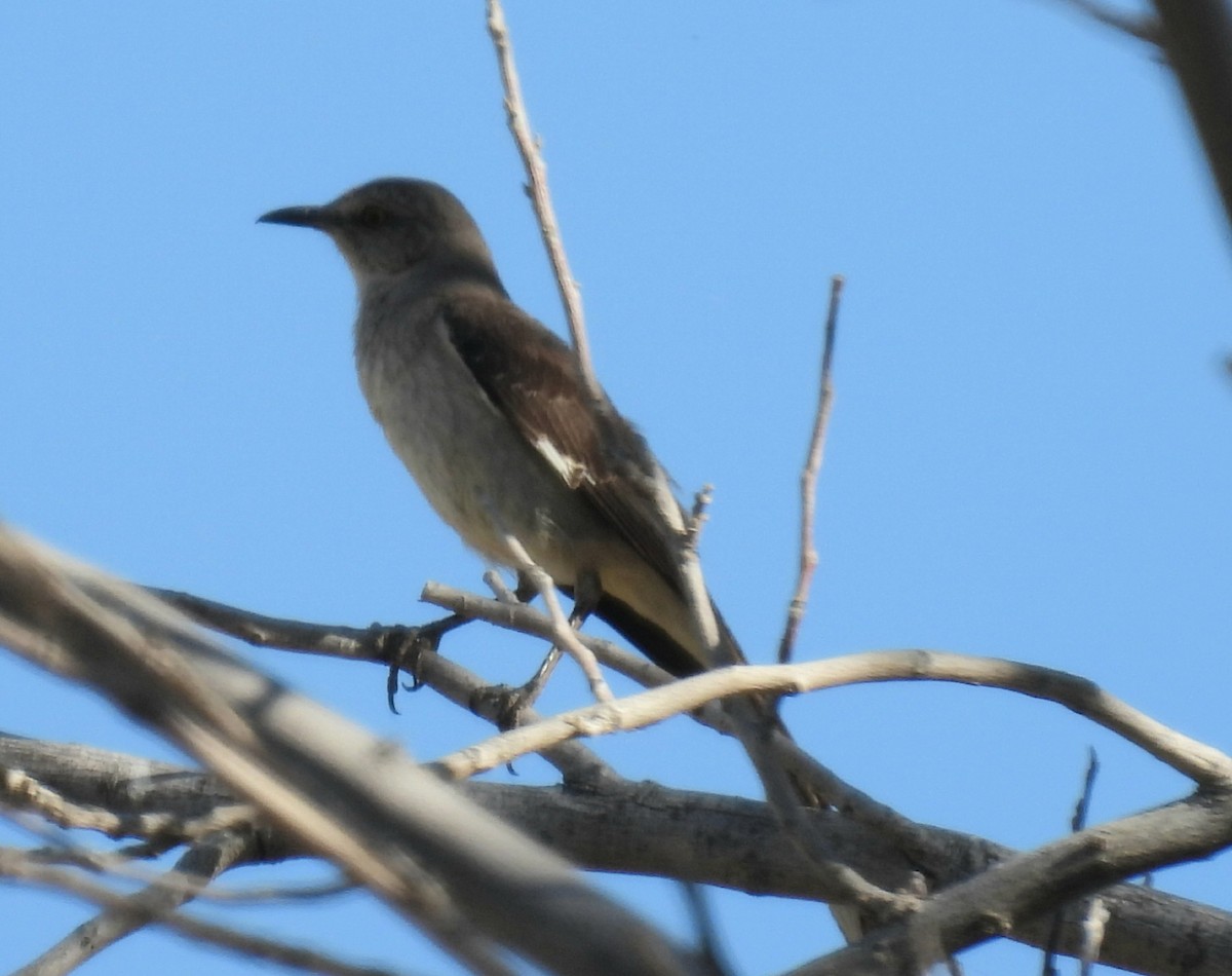 Northern Mockingbird - ML620535126