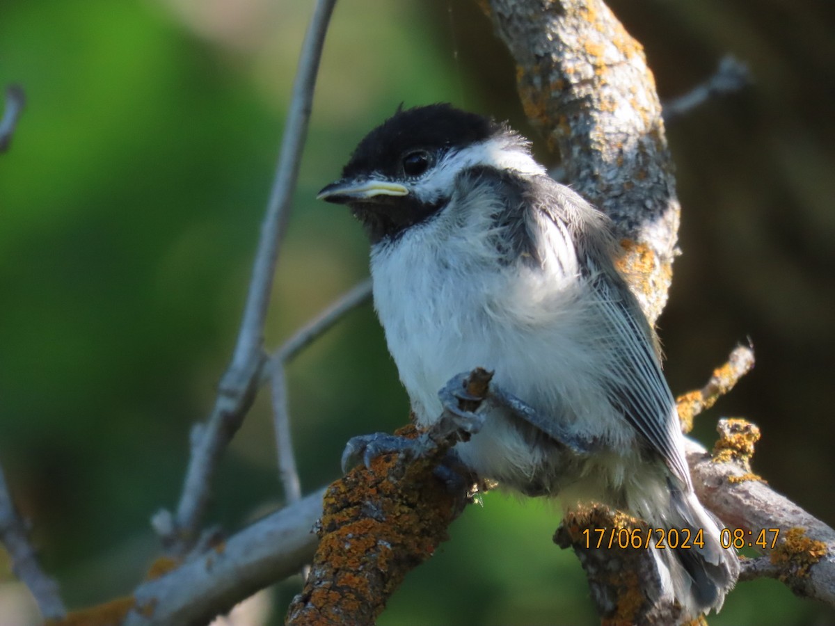 Black-capped Chickadee - ML620535130