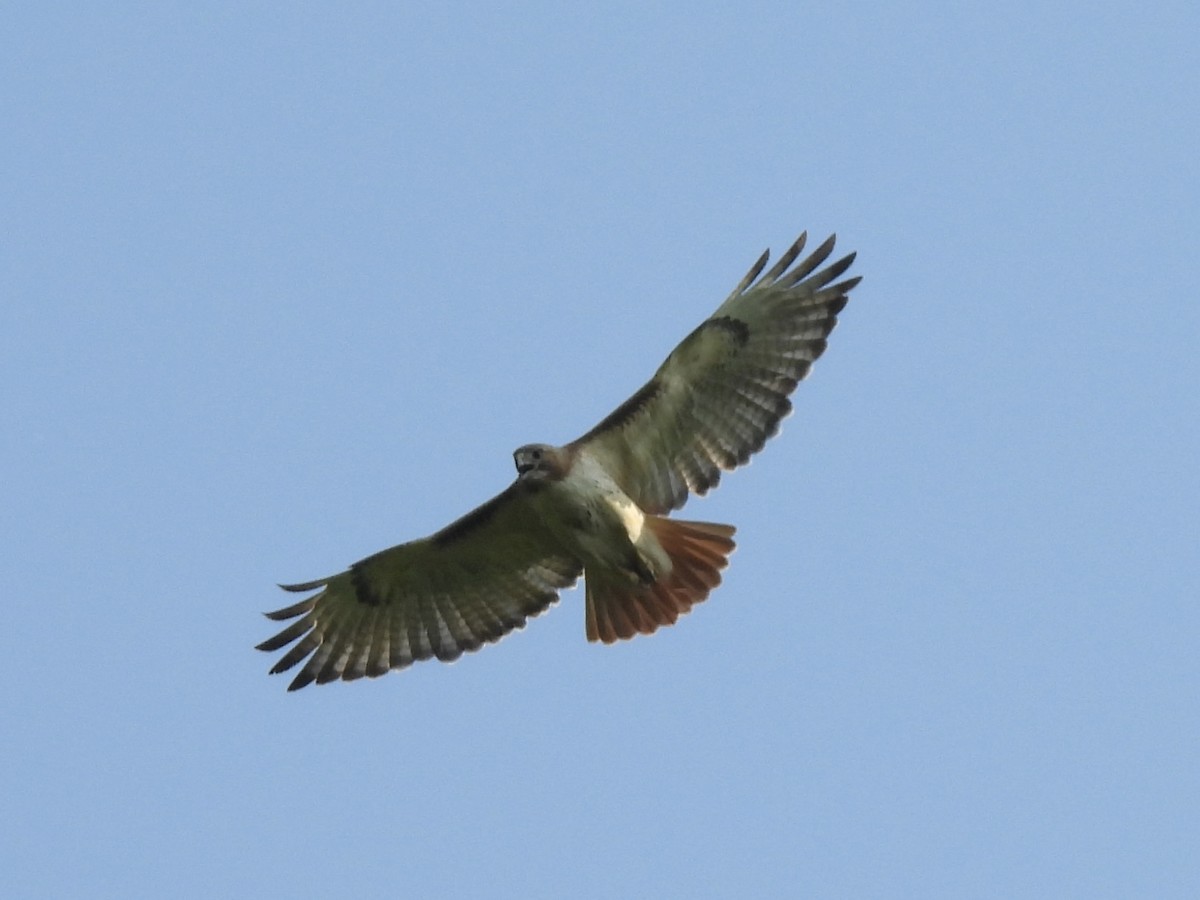 Red-tailed Hawk - ML620535137