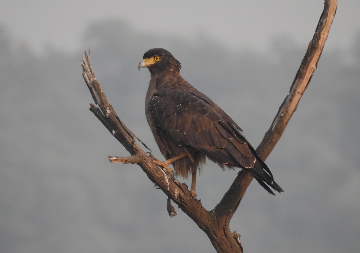Crested Serpent-Eagle - ML620535138