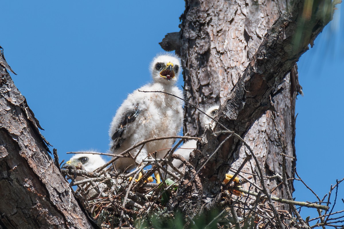 Broad-winged Hawk - ML620535143