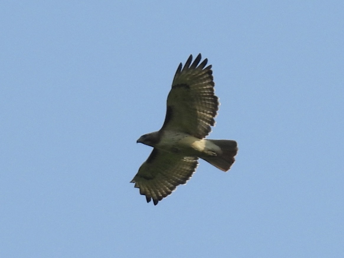 Red-tailed Hawk - Jenny Flexman