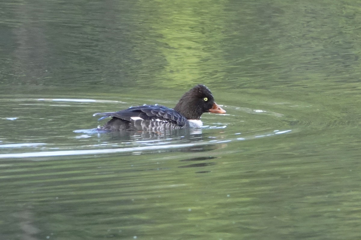 Barrow's Goldeneye - ML620535151