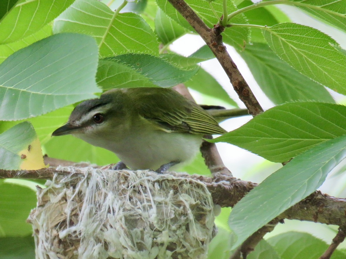 Kızıl Gözlü Vireo - ML620535153