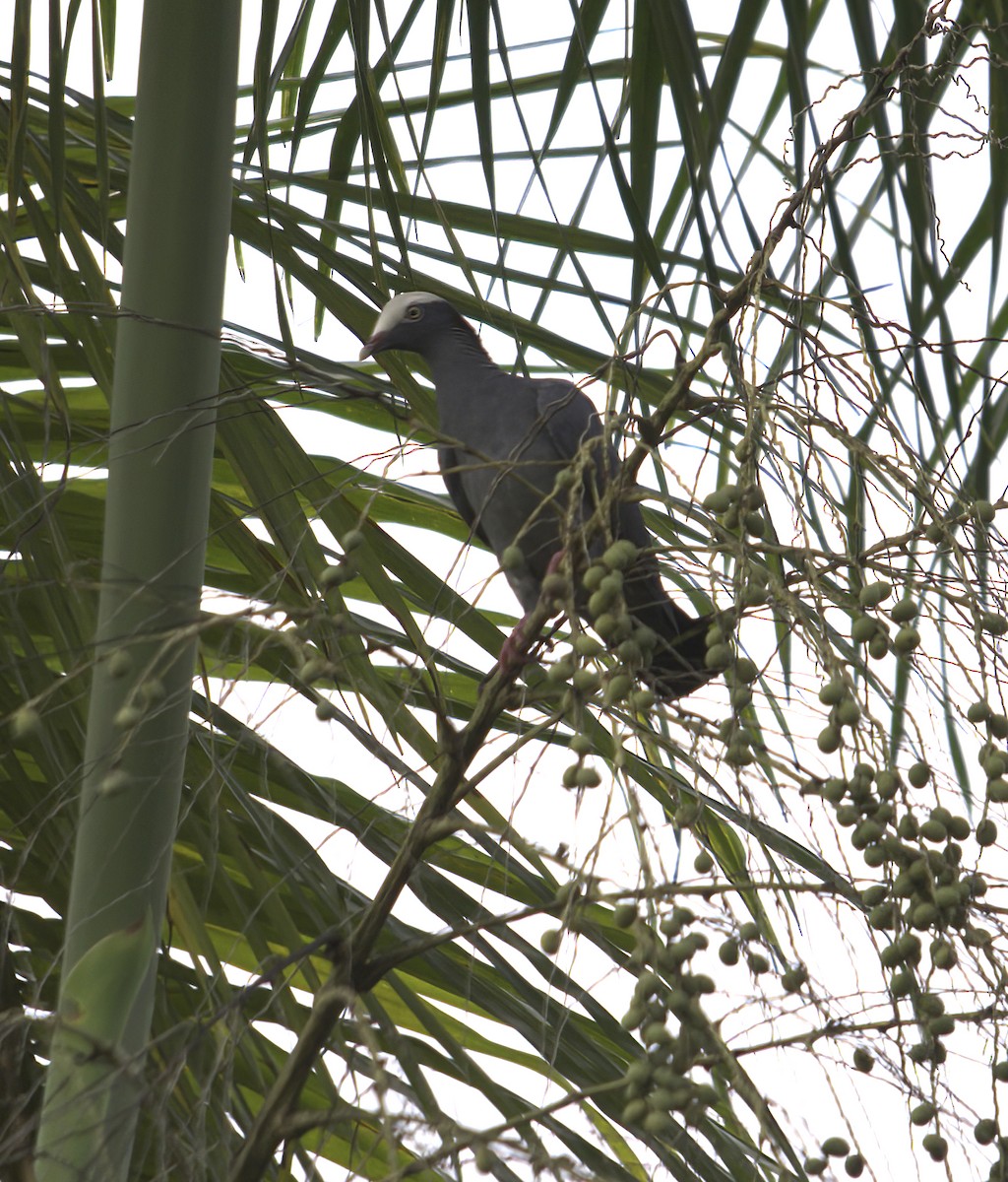 White-crowned Pigeon - ML620535154
