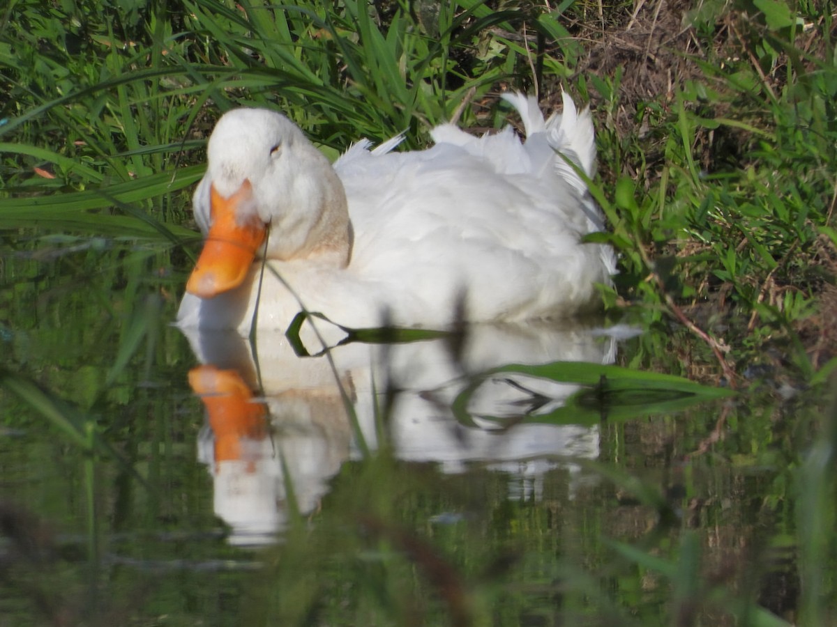 Mallard (Domestic type) - ML620535156