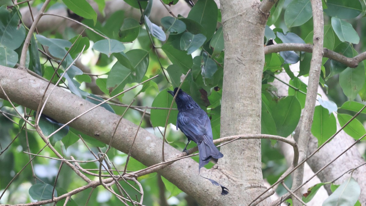 Greater Racket-tailed Drongo - ML620535161