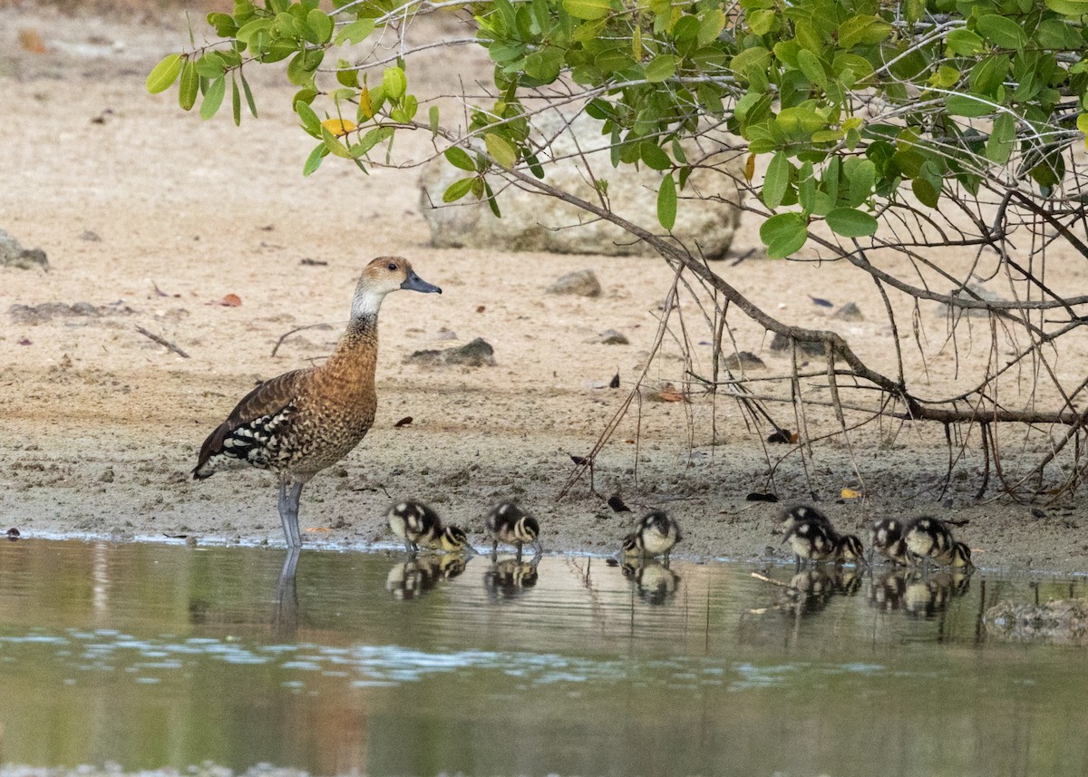 West Indian Whistling-Duck - ML620535163