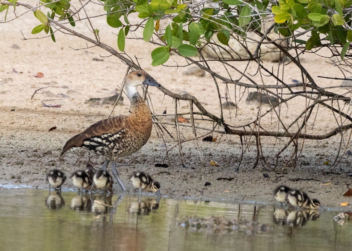 West Indian Whistling-Duck - Silvia Faustino Linhares