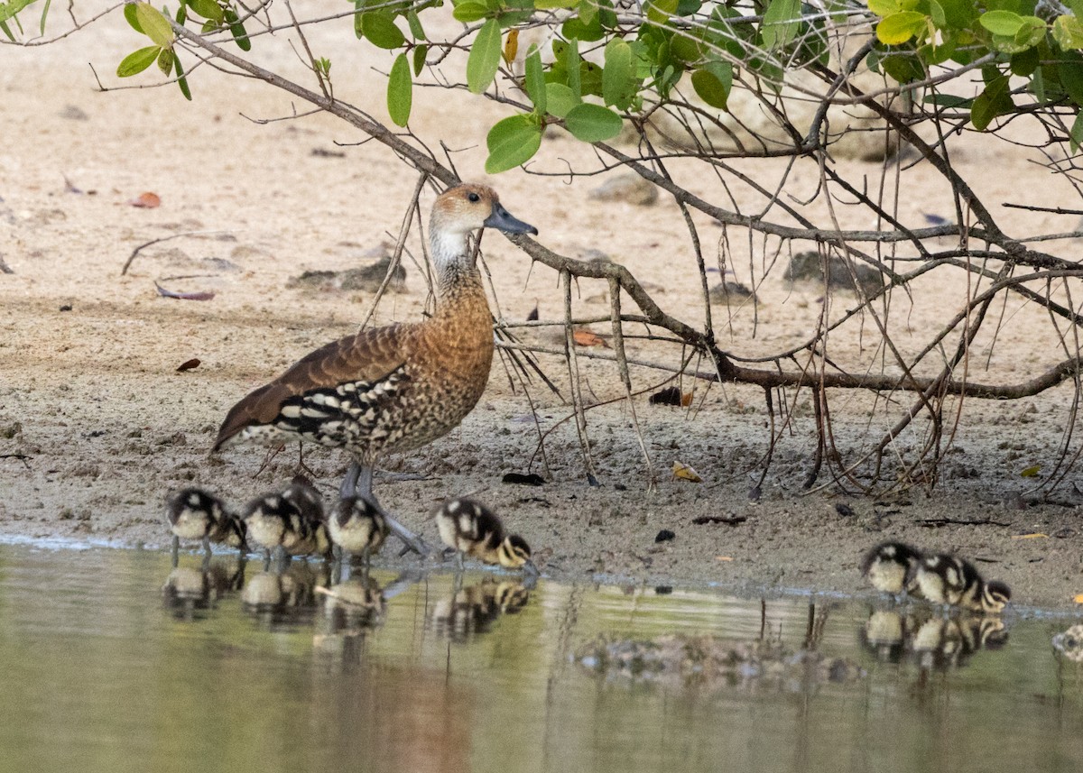 West Indian Whistling-Duck - ML620535168