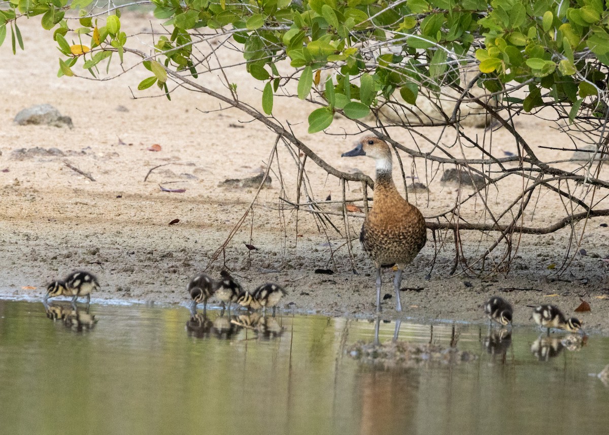 West Indian Whistling-Duck - ML620535169