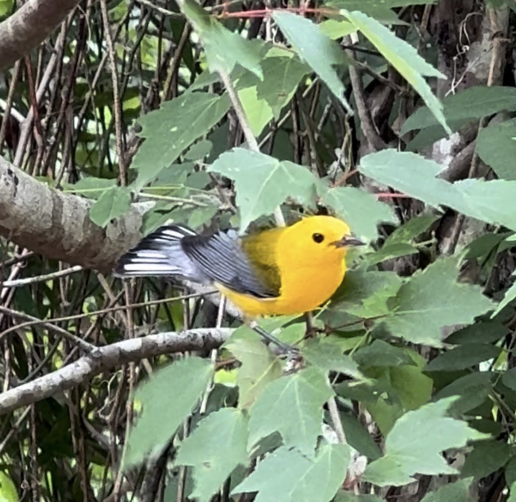 Prothonotary Warbler - ML620535192