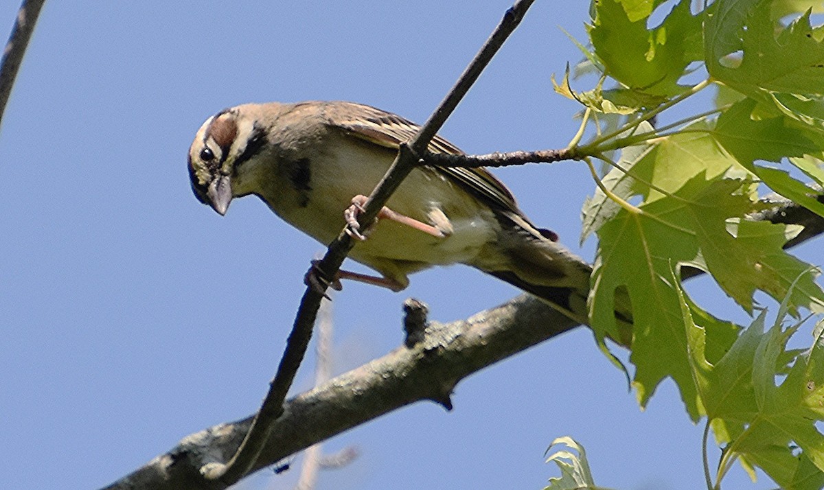 Lark Sparrow - ML620535203