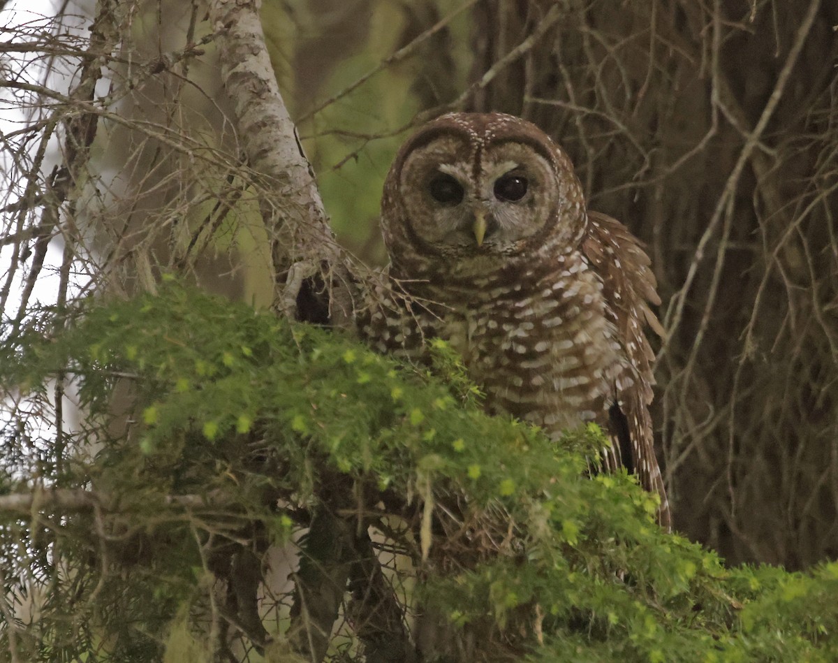 Spotted Owl - ML620535204
