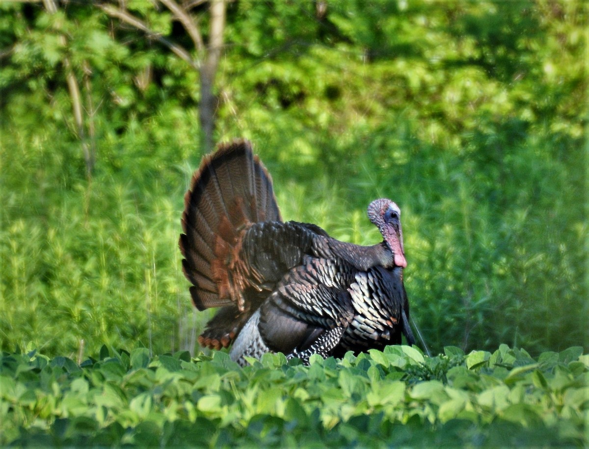 Wild Turkey - ML620535205