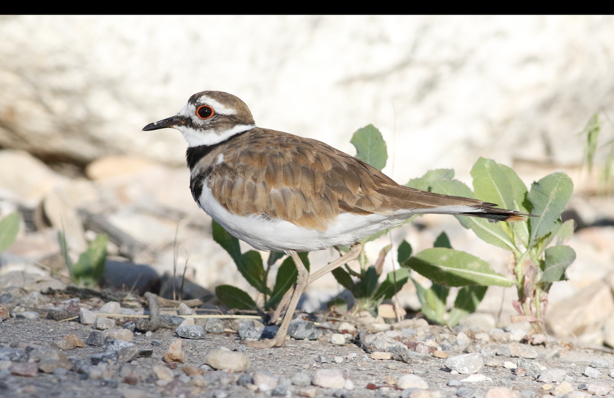 Killdeer - ML620535208