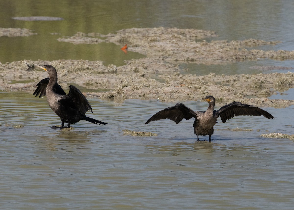 Cormoran vigua - ML620535210