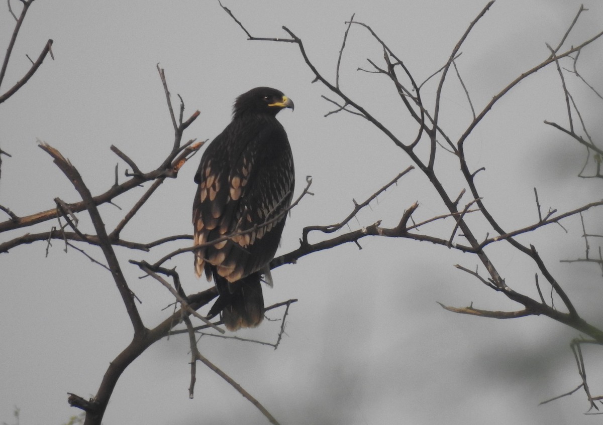 Greater Spotted Eagle - ML620535211