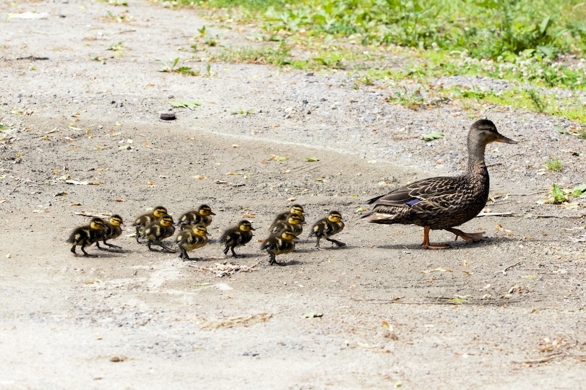 Canard colvert - ML620535215