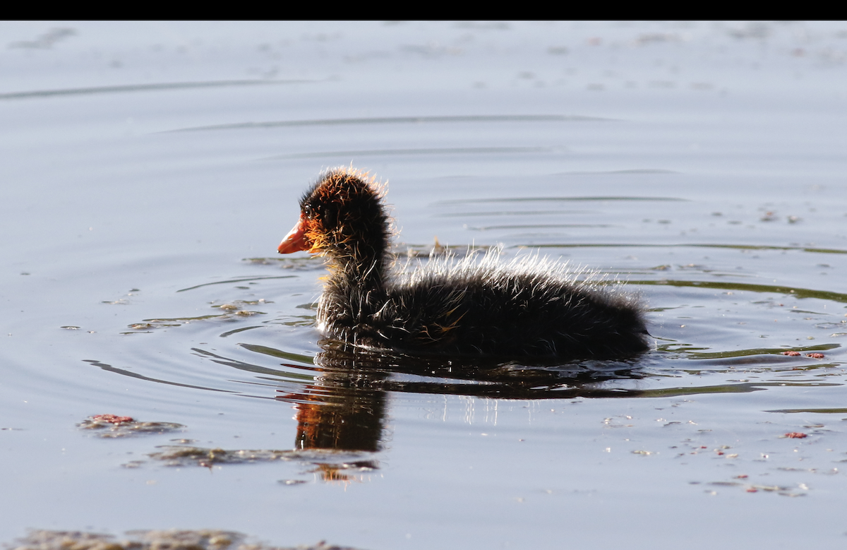 American Coot - ML620535217