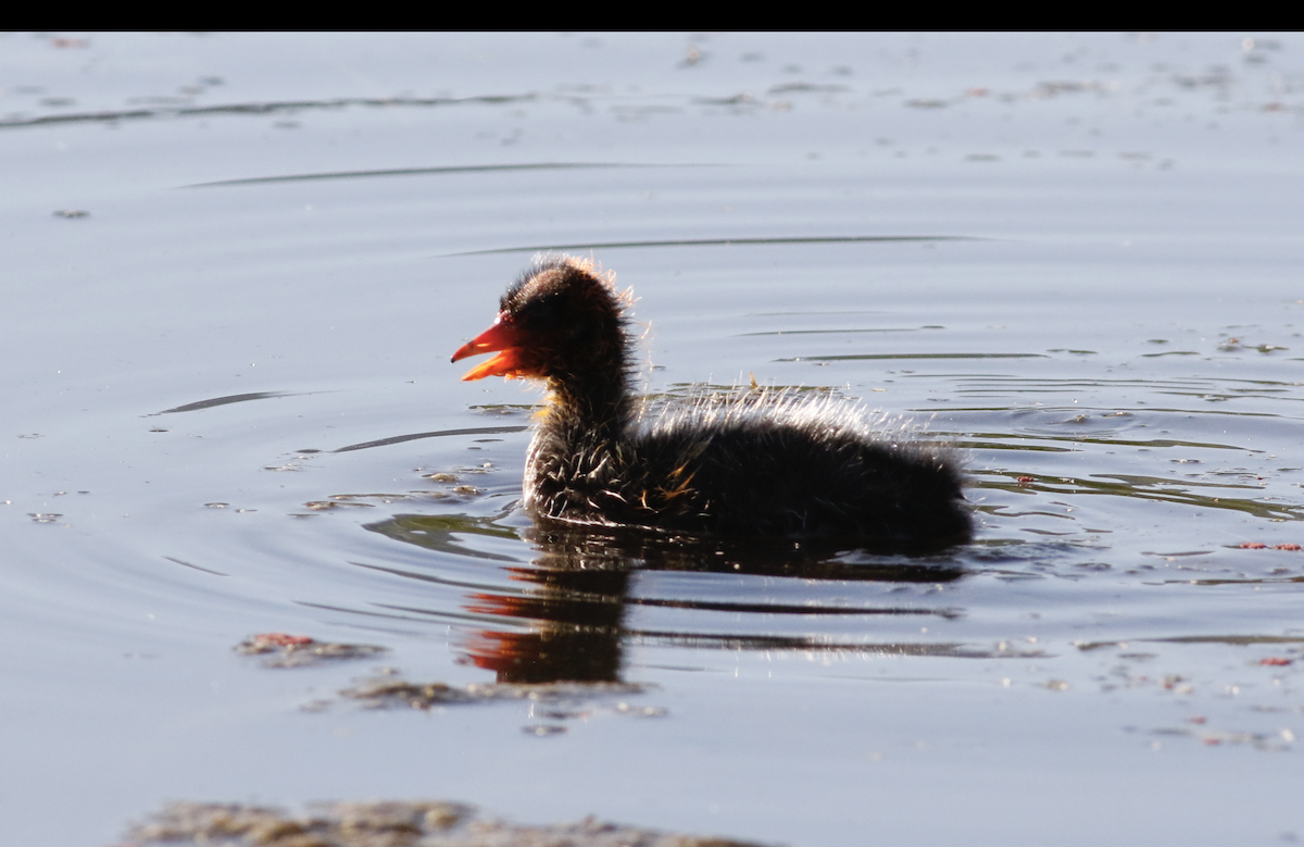 American Coot - ML620535219