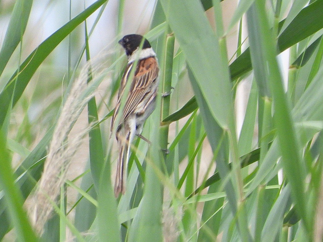 Reed Bunting - Ivan V