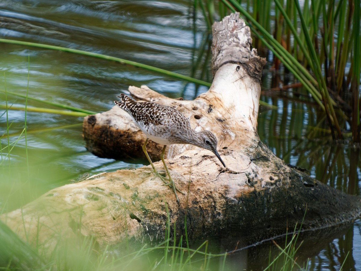 Wood Sandpiper - ML620535229