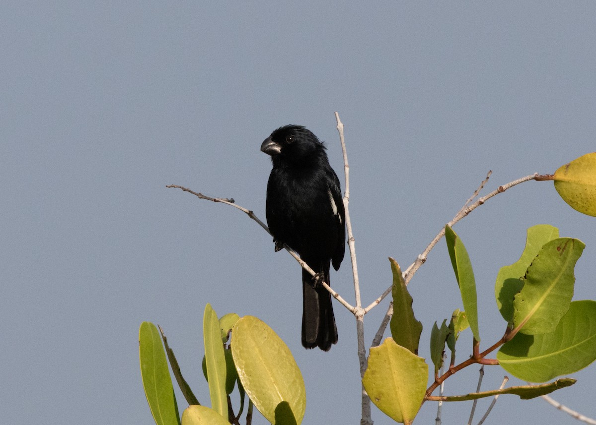 Cuban Bullfinch - ML620535234