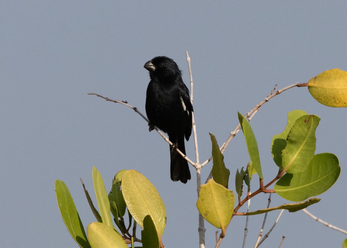 Cuban Bullfinch - ML620535236