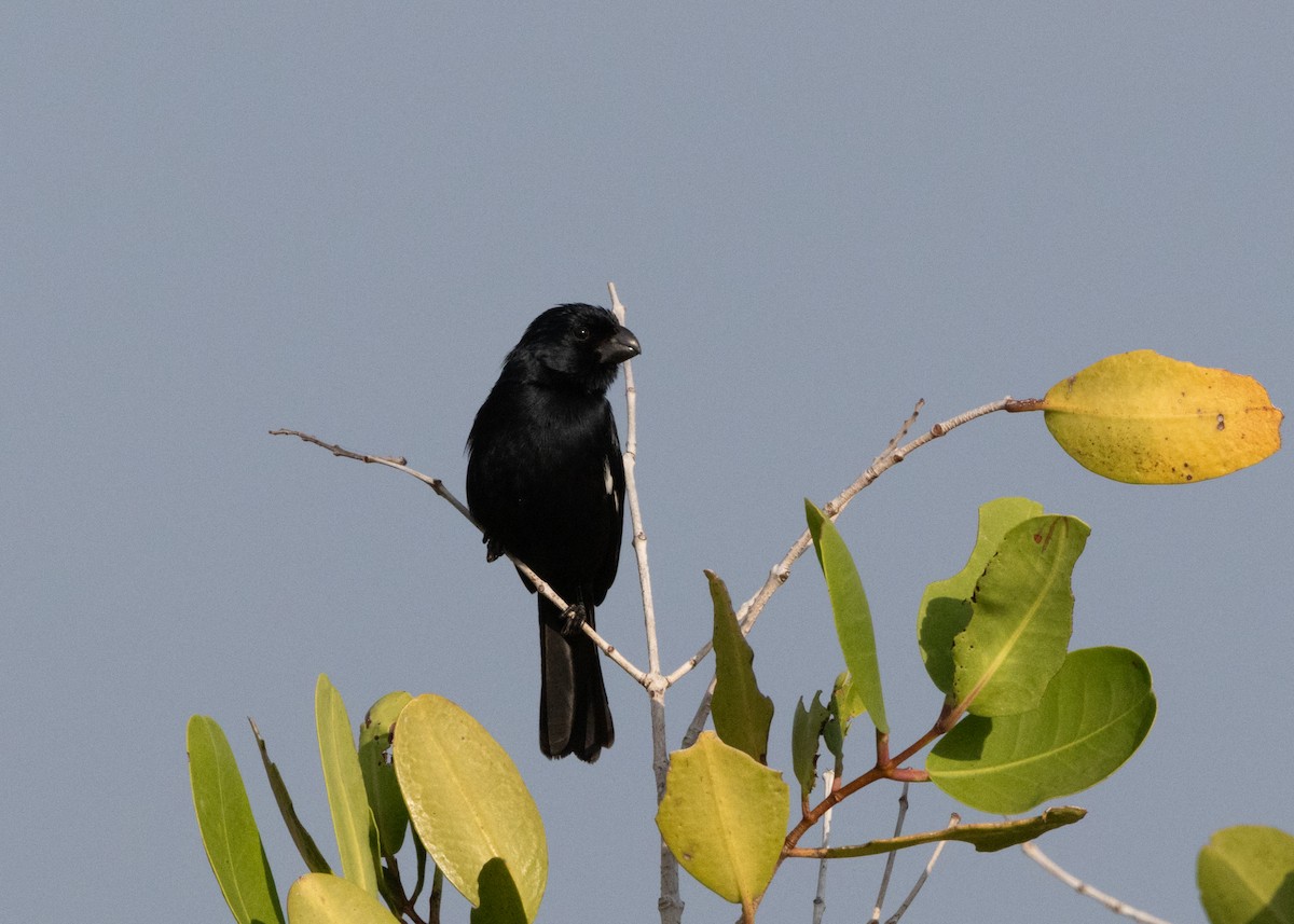 Cuban Bullfinch - Silvia Faustino Linhares