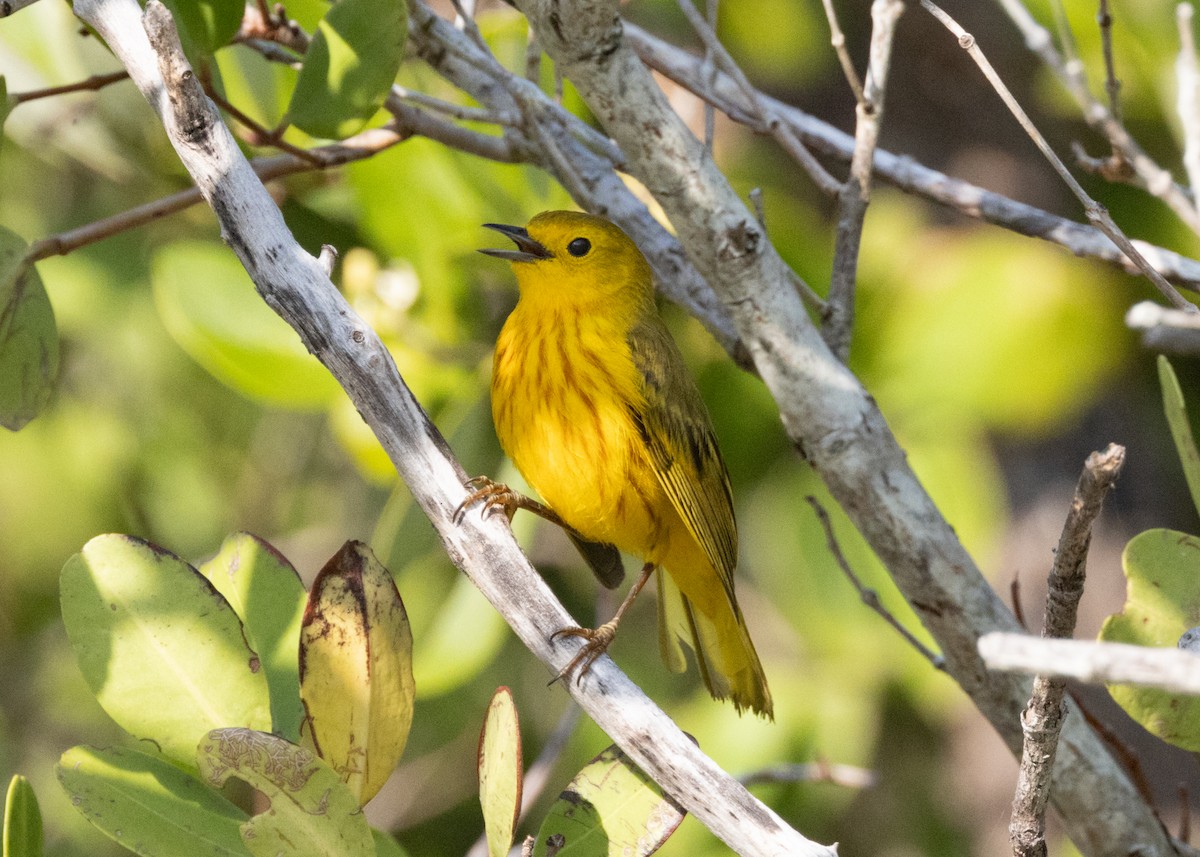 Yellow Warbler (Golden) - ML620535245